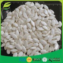 organic snow white pumpkin seeds in shell